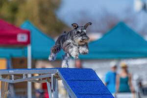 GDA USDAA 022225 2677 1 scaled 1