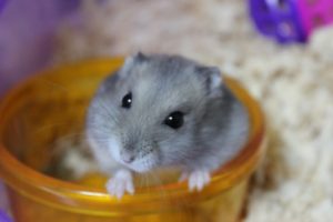 stinking-hamster2