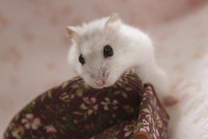 walk-hamster2