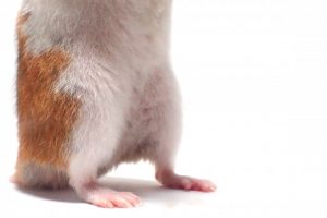 hamster-leg