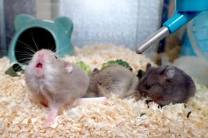 campbell-hamsters
