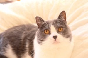 cat2