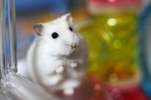 shivering-hamster-2