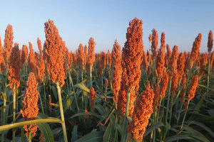 sorgo 1 1