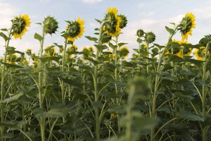 field sunflowers plants with blue sky