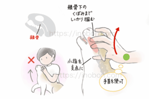 頬骨の付近を固定して猫の頭部を保定する