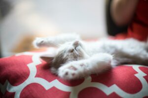 Kitten relaxing