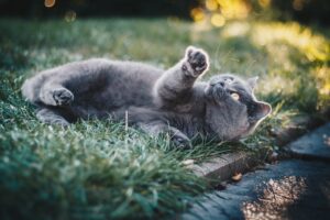 Cat lying on grass