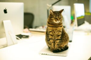 A cat at work