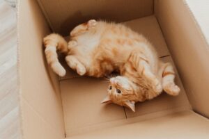 Cat lying in a moving box