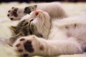 Sleepy kitten