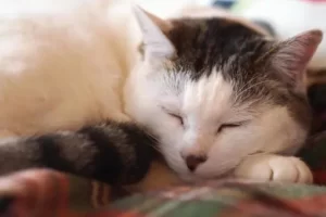 うららん先生への口コミ　T・K様