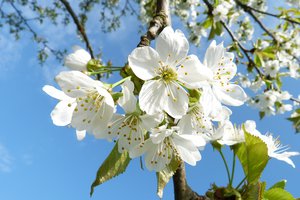 01. Mai 2025 in Münster – Feste, Demos, Partys und mehr. Alle Infos zum Feiertag in der Domstadt.