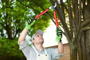 Man wearing gloves and cap trimming tree branches with red pruning shears in a garden.