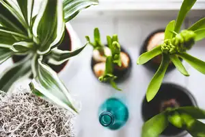 Natural air purifiers - indoor plants