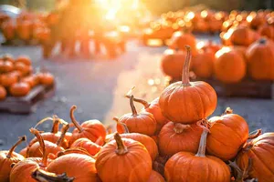 pumpkin