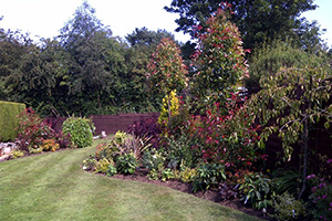 Mature planting by Wykeham Mature Plants