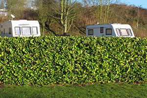 Hedges at a park - Mature planting by Wykeham Mature Plants