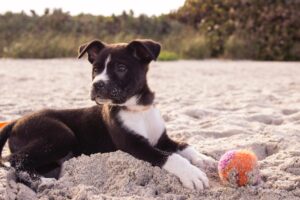 Our pet planet