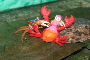 krab v akvariu