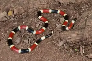 serpientes venenosas en quintana roo