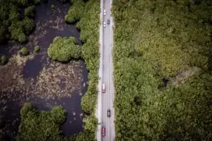 manglar de puerto morelos