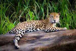 Jaguar, simbolo maya descansando en un tronco de la selva