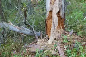 signs a tree needs to be removed