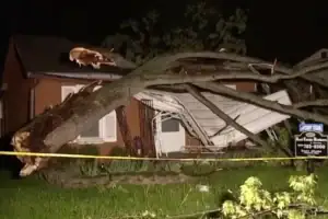 tree fell on property what to do