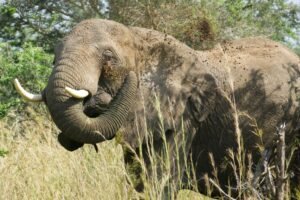 elephant elephant