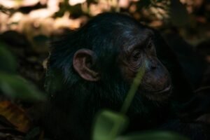 chimpanzee forest.jpg chimpanzee forest.jpg