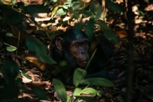 chimpanzee in forest.jpg chimpanzee in forest.jpg