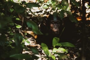chimpanzee forest.jpg chimpanzee forest.jpg