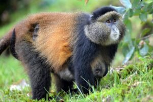 Golden-Monkey Golden monkey
