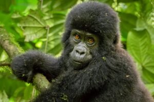 Mountain gorilla silverback in Bwindi rainforest Silverback mountain gorilla in Bwindi Impenetrable National Park Uganda