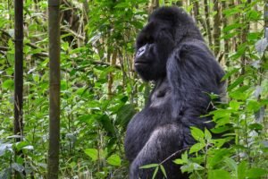 Gorilla trekking destinations in East Africa Map showing Bwindi, Mgahinga, and Volcanoes National Park