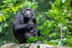 8-Day Rwanda Gorillas and Wildlife Safari Tour Chimpanzee Trekking Uganda