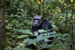 forest primate (2) Chimpanzee Trekking in Uganda & Rwanda