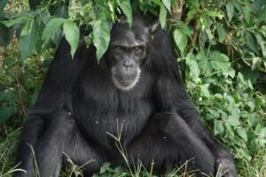 forest primate (3) Best National Parks in Uganda