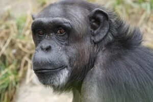 forest primate (4) Chimpanzee Trekking Uganda