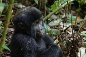 uganda (2) Young Gorilla