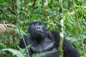 rwanda(3) Gorilla Trekking Rwanda