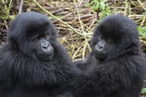 rwanda(4) Gorilla Trekking Rwanda