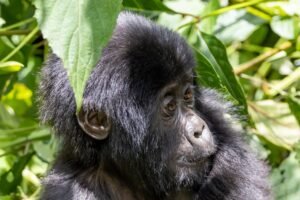 Bwindi vs Volcanoes National Park side-by-side Gorilla trekking landscapes in Uganda and Rwanda