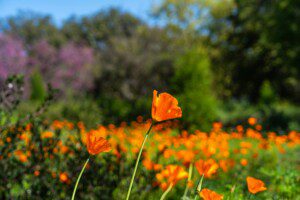 Hidden Gems for Spring Getaways