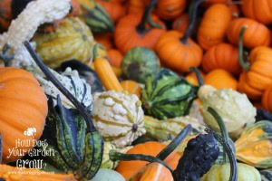 Gourds & Munchkins