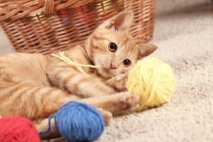 The best cat toys for your cat