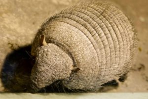Armadillo caught by Wildlife X Team Oklahoma City