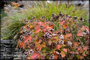 Read more about the article CHORES IN THE WINTER GARDEN – DEATH TO HONEYSUCKLE!!
