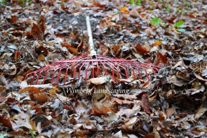 Read more about the article LEAF REMOVAL